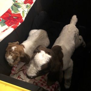 Meet your Posher, Ann